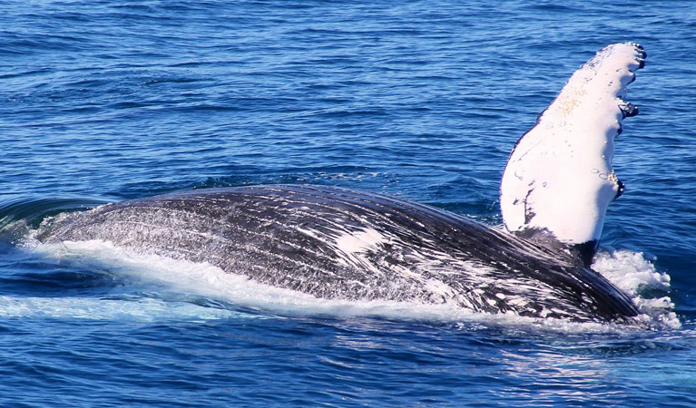 Amaroo Whale Watch Cruises at Hotel Forster