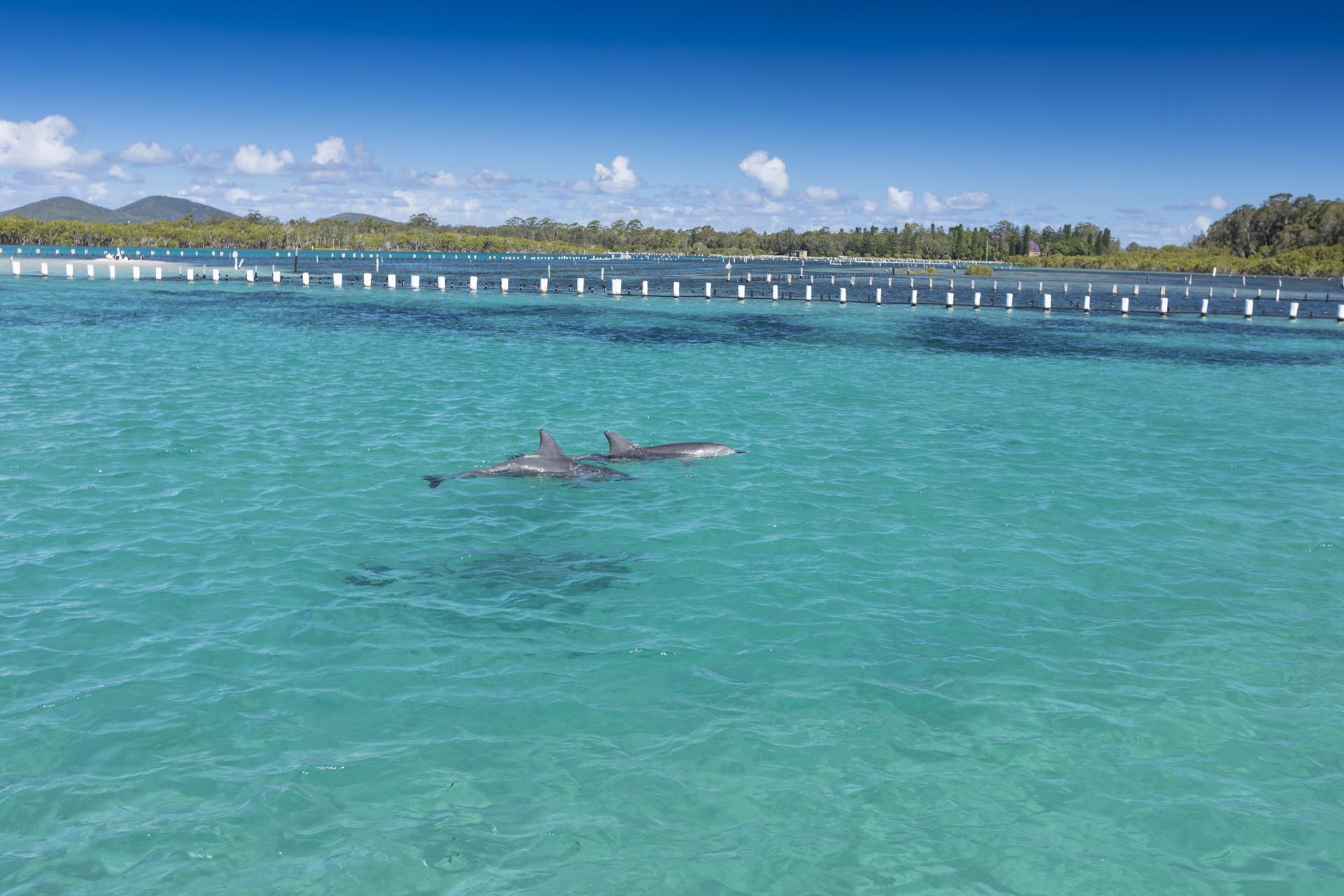 25. Dolphin watching near Hotel Forster
