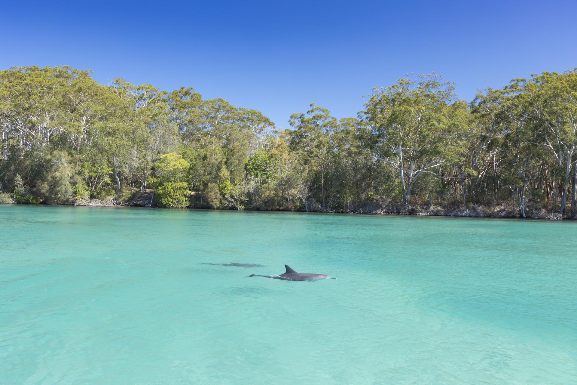 26. Dolphins frolicking near Hotel Forster