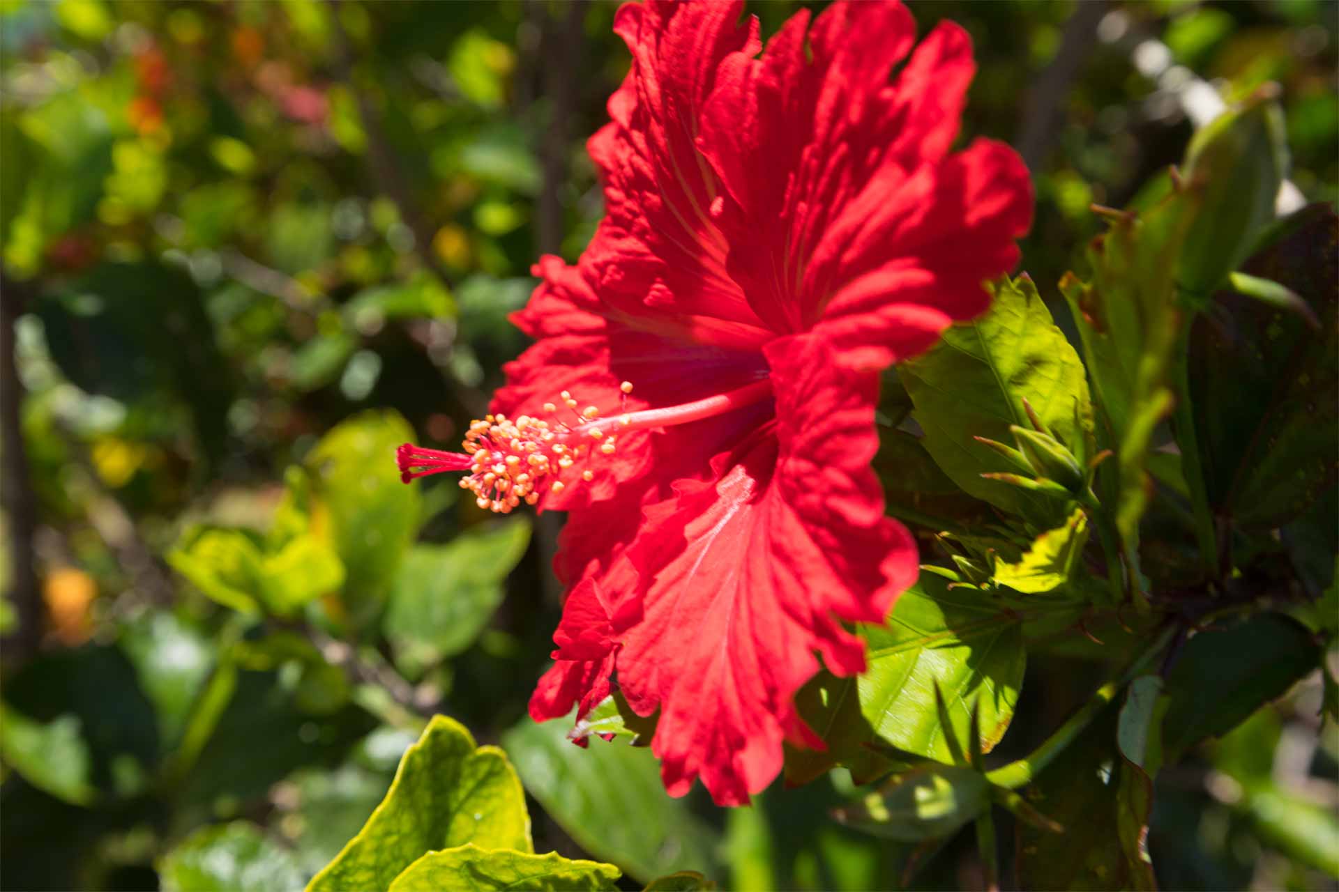 22. Hibiscus Flowers at Hotel Forster