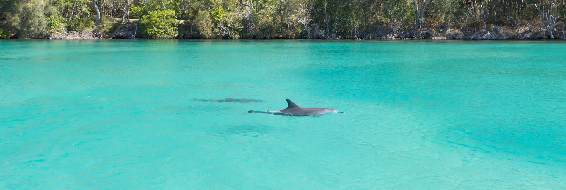 Hotel Forster - dolphins swimming